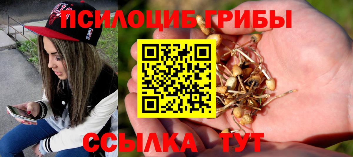 Псилоцибиновые грибы Cubensis Новокубанск